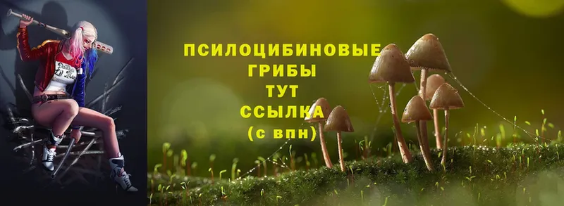 Псилоцибиновые грибы Cubensis  цена наркотик  Бежецк 